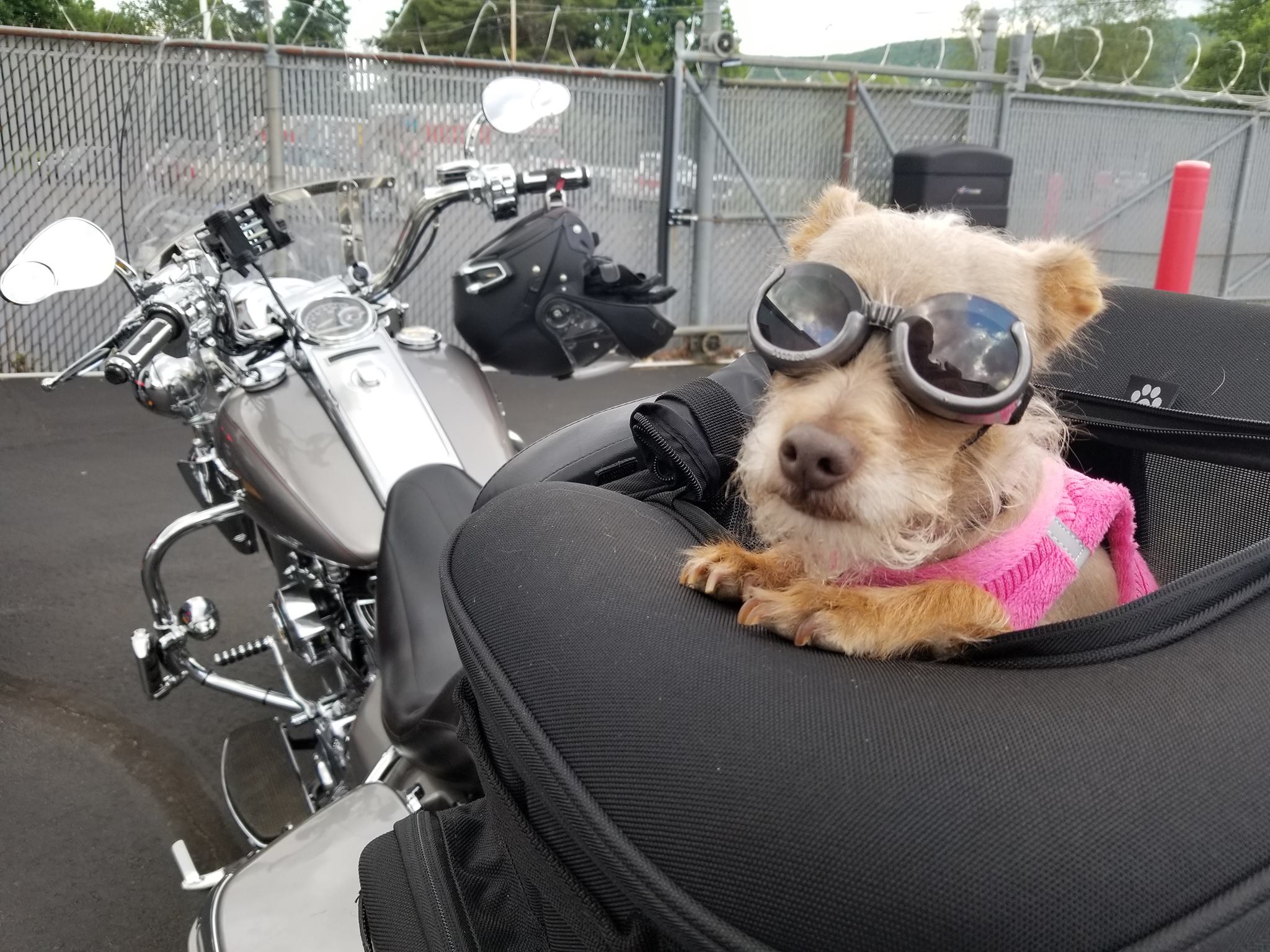 Riding a Motorcycle with your Dog!