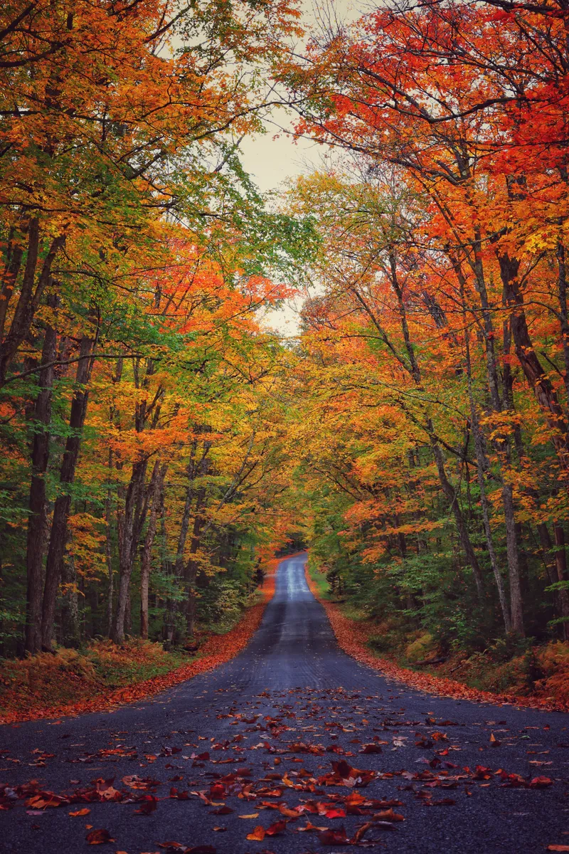 Autumn Foliage Road