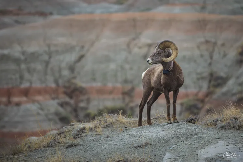Bighorn Ram in the Badlands