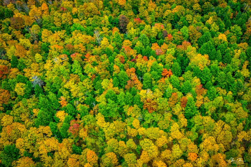 Aerial Autumn Foliage