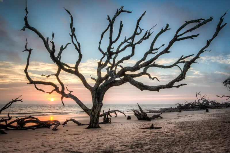 Driftwood Beach at Sunrise