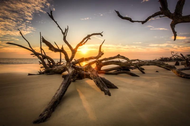 Driftwood Beach Sunset