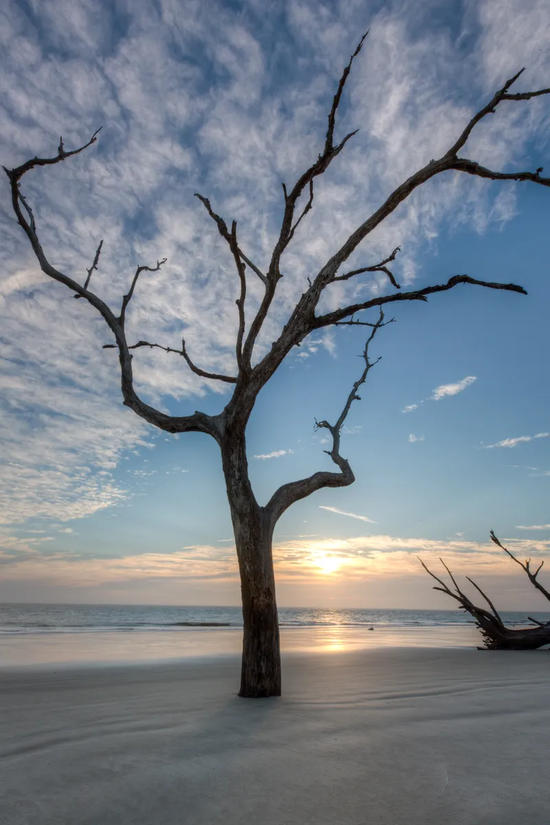 Lone Tree on Driftwood Beach