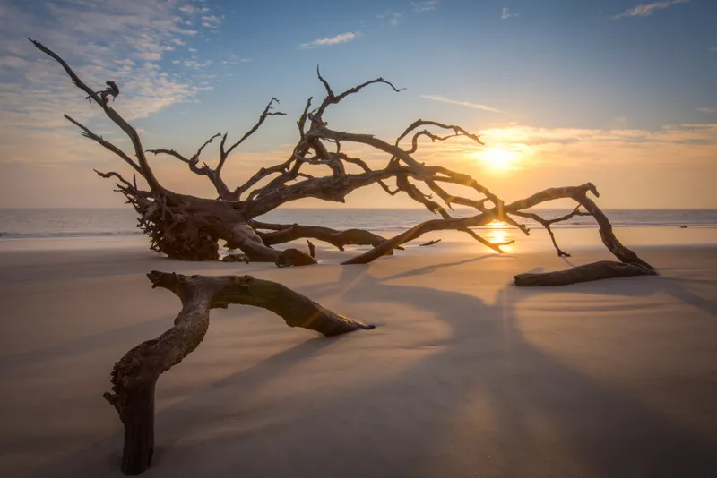 Driftwood Beach Shadows