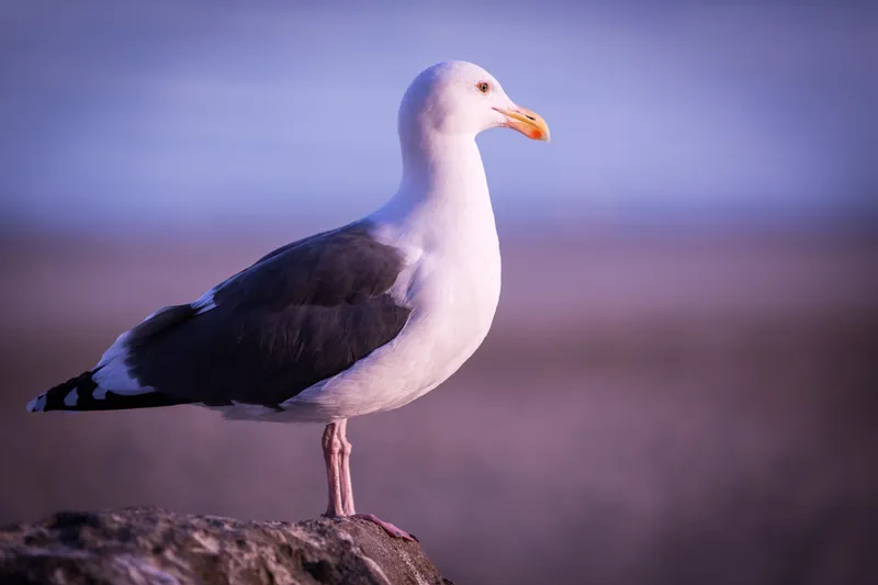 Seagull Portrait
