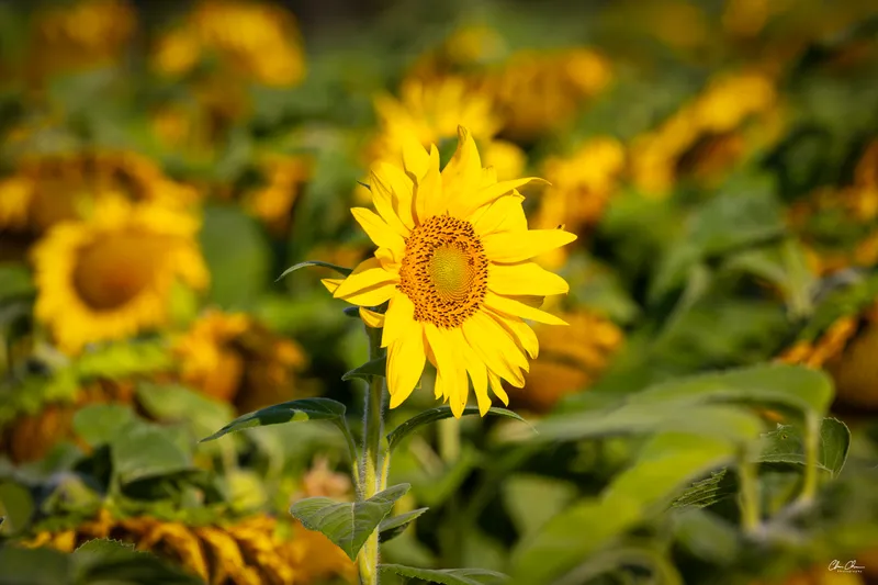 Sunflower in Bloom