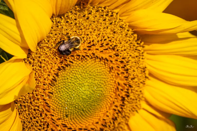 Bee on Sunflower