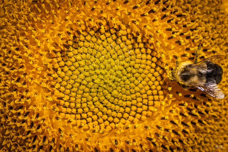 Sunflower Macro with Bee